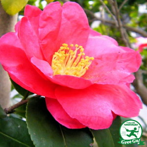  TUJ c ygTUJz 0.7m c ij[ܕtj ׂɂ R c A Ԗ  _ ډB Ύ  kCE͑KpOłB