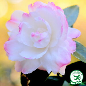 サザンカ 苗 【朝倉サザンカ (あさくらさざんか)】 約0.7m 根巻き苗 山茶花 苗木 植木 花木 庭木 生垣 目隠し 常緑樹 高木