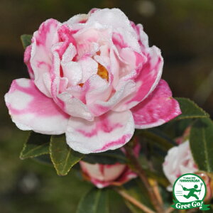  TUJ c yKi i킹ڂjz 0.7m c ij[ܕtj R c A Ԗ  _ ډB Ύ  kCE͑KpOł