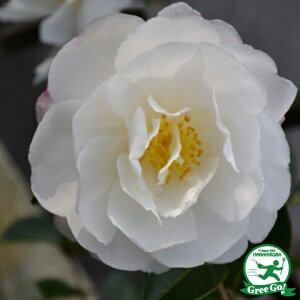 サザンカ 苗 【富士の輝き (ふじのかがやき)】 約0.7m 根巻き苗 山茶花 苗木 植木 花木 庭木 生垣 目隠し 常緑樹 高木