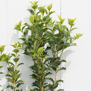 qCM c yIjqCMz c A c  Ύ OhJo[  _