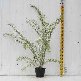 楽天市場 庭木 目隠し 2m 種類 植物 ブドウ の通販