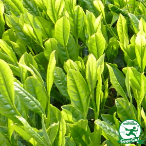  ̖ c y݂ǂz 5|bgc ij[ܕtj  c A Ԗ  _ ډB t Ύ  kCE͑KpOłB