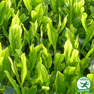  ̖ c y܂z 5|bgc ij[ܕtj R  c A Ԗ  _ ډB t Ύ  kCE͑KpOłB