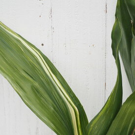 楽天市場 庭木 常緑樹 目隠し 種類 植物 ラン の通販