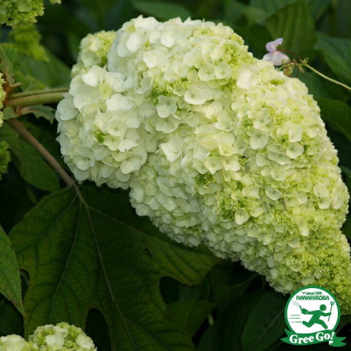 楽天市場 送料無料 カシワバ アジサイ 苗 わい性 ハーモニー ポット苗 ニーム小袋付き 柏葉アジサイ 紫陽花 品種 苗木 庭木 植木 花木 落葉樹 低木 日陰 矮性 コンパクト 北海道 沖縄は送料無料適用外です 苗木の専門店 グリーンでｇｏ
