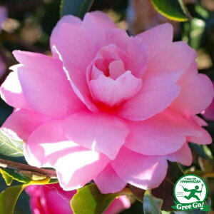 ◆送料無料◆ サザンカ 苗 【乙女サザンカ (おとめさざんか)】 約0.7m 根巻き苗 (ニーム小袋付き) 山茶花 苗木 植木 花木 庭木 生垣 目隠し 常緑樹 高木 ※北海道・沖縄は送料無料適用外