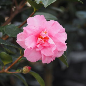 サザンカ 苗 【祖父江サザンカ (そぶえさざんか)】 約0.7m 根巻き苗 山茶花 苗木 植木 花木 庭木 生垣 目隠し 常緑樹 高木