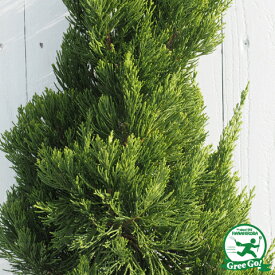 楽天市場 常緑低木 洋風 種類 植物 ブルーアイス の通販
