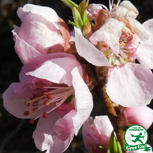 ピンク ツリー 苗の人気商品 通販 価格比較 価格 Com