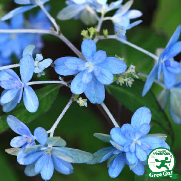 楽天市場 送料無料 アジサイ 山紫陽花 苗 剣の舞 つるぎのまい 5号ポット苗 ニーム小袋付き 山アジサイ 紫陽花 品種 苗木 庭木 植木 花木 落葉樹 低木 日陰 北海道 沖縄は送料無料適用外です 苗木の専門店 グリーンでｇｏ