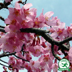 桜 ツリー 植木 盆栽の人気商品 通販 価格比較 価格 Com