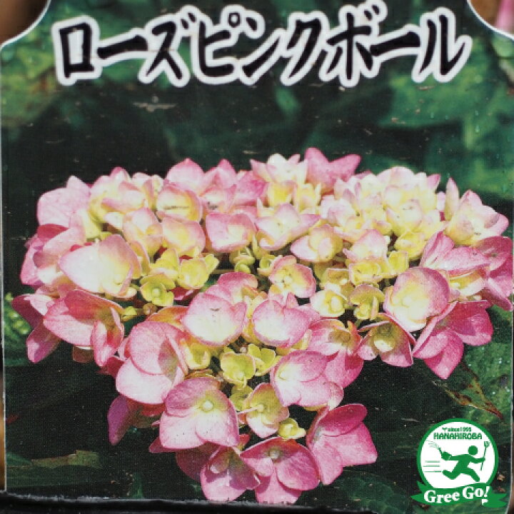 楽天市場】アジサイ 苗 【西洋アジサイ ローズピンクボール】 5号 