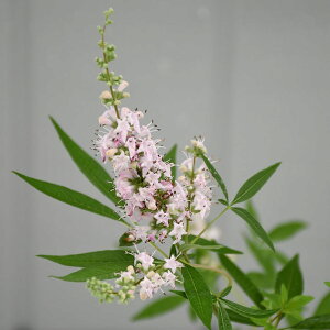 西洋ニンジンボク 苗 【チェストベリー (ピンク)】 ポット苗 苗木 花木 庭木 落葉樹 低木 目隠し 生垣