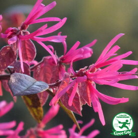 トキワマンサク 苗 【赤葉 トキワマンサク （赤花）】 約1.4m 地中ポット苗 赤花 苗木 植木 花木 庭木 生垣 目隠し グランドカバー 常緑樹 低木