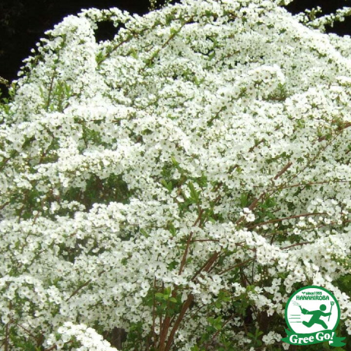 楽天市場 送料無料 ユキヤナギ 苗 ユキヤナギ 白花 5号ポット苗 ニーム小袋付き 雪柳 苗木 植木 花木 庭木 グランドカバー 落葉樹 低木 北海道 沖縄は送料無料適用外です 苗木の専門店 グリーンでｇｏ