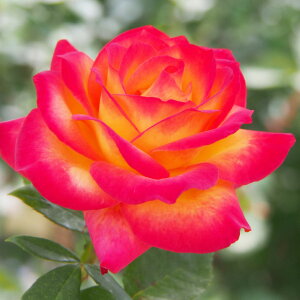 o c yAJ (HT)  lG炫z 2N ڂؑc KN [Y o  c