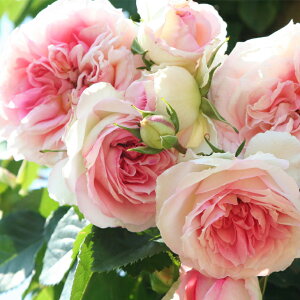 o c  yA~}eBJ (CL)  lG炫z 2N ڂؑc KN [Y o  c  o 