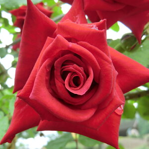  JԌ㋭芔 ԉȂ o c yo ANEH^[ (CL) Ԃ炫z 3N ڂؓc (ڕc) ij[ܕtj A[` KN [Y o  c 