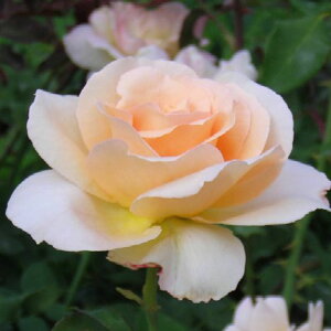 o c yAvRbglN^[ (FL)  lG炫z 2N ڂؑc KN [Y o  c