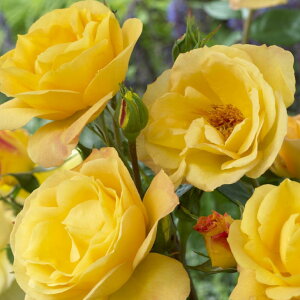 o c yA[T[x (FL)  lG炫z 2N ڂؑc KN [Y o  c