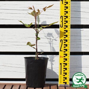 OUTLET ROSE [yVs̔]o c yLOW[W4 (old) ` G炫z 1N ڂ Vc KN [Y o  c