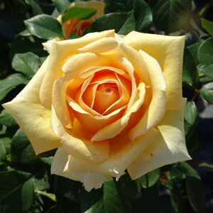 o c yoVA (HT)  lG炫z 2N ڂؑc KN [Y o  c