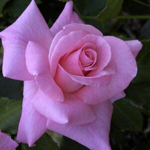 o c yuC_sN (FL)  lG炫z 2N ڂؑc KN [Y o  c