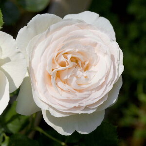 バラ 苗 京成 【つるバラ ブラン ピエール ドゥ ロンサール (CL) 大輪 返り咲き】 3年生 接ぎ木 約1.3m 大苗 (長尺苗) アーチ向け 薔薇 ローズ バラ の 苗 京成 バラ 園