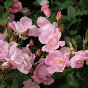 o c  yubVOmbNAEg (FL)  lG炫z 2N ڂؑc KN [Y o  c  o 