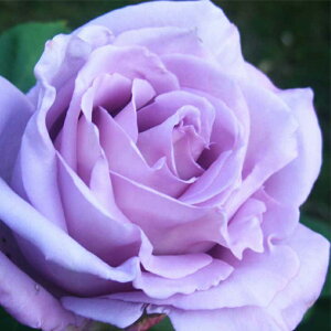  JԌ㋭芔 ԉȂ o c yo u[[ (CL)  Ԃ炫z 3N ڂؓc (ڕc) ij[ܕtj A[` KN [Y o  c k