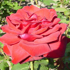 o c yuOhf81 (HT)  lG炫z 2N ڂؑc KN [Y o  c