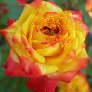 o c y`[Xg (FL)  lG炫z 2N ڂؑc KN [Y o  c