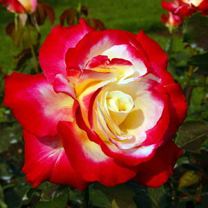 o c y_ufCg (HT)  lG炫z 2N ڂؑc KN [Y o  c