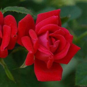 o c  y_umbNAEg (FL)  lG炫z 2N ڂؑc KN [Y o  c  o 