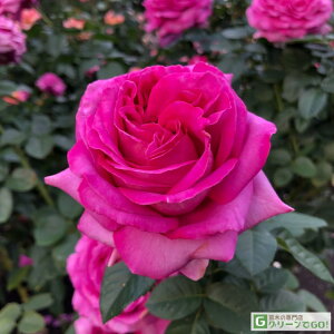 o c fo[ yVg[Y hD p (HT)  lG炫z 2N ڂؑc KN fp[ t`[Y