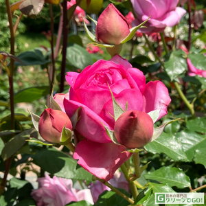 o c fo[ y[Y |phD[ (HT)  lG炫z 2N ڂؑc KN fp[ t`[Y