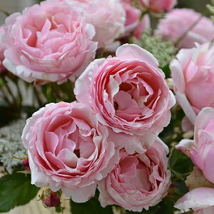 o c fo[ yrG hD[ (HT)  lG炫z 2N ڂؑc KN fp[ t`[Y