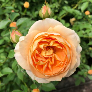 o c fo[ y h`F B[^ (FL)  lG炫z 2N ڂؑc KN fp[ t`[Y