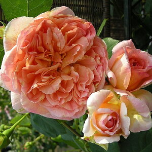 o c fo[ yo ps fo[ (CL)  Ԃ炫z 2N ڂؑc A[` KN [Y o  c fp[ t`[Y