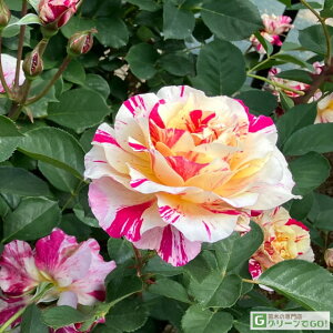 o c fo[ y[X g (HT)  lG炫z 2N ڂؑc KN fp[ t`[Y