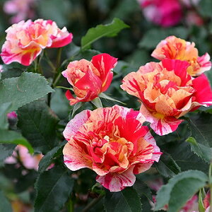 o c fo[ yGhK[ hK (HT)  lG炫z 2N ڂؑc KN fp[ t`[Y