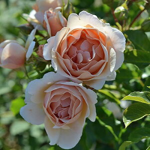 o c fo[ yPr[m (FL)  lG炫z 2N ڂؑc KN fp[ t`[Y