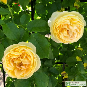 o c fo[ yVg[ hD Vxj[ (FL)  lG炫z 2N ڂؑc KN fp[ t`[Y