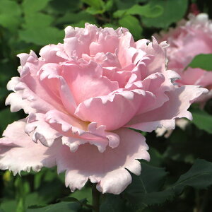 o c fo[ y\tB[ VX (HT)  lG炫z 2N ڂؑc KN fp[ t`[Y