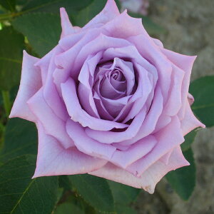 o c fo[ y}~[ u[ (HT)  lG炫z 2N ڂؑc KN fp[ t`[Y