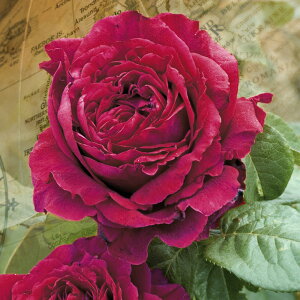 バラ 苗 デルバール 【ローズ デ キャトル ヴァン (HT) 大輪 四季咲き】 2年生 接ぎ木大苗 薔薇 デルパール フレンチローズ