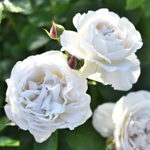 o c fo[ ypu (HT)  lG炫z 2N ڂؑc KN fp[ t`[Y