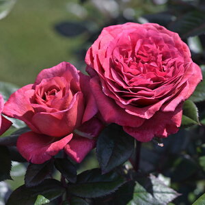 o c fo[ yBE[ [Y (HT)  lG炫z 2N ڂؑc KN fp[ t`[Y