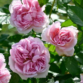 楽天市場 苗 アントワネットの通販